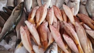 أسعار البلطي في القليوبية اليوم الإثنين 15–12–2025 وتأثيرها على الأسواق المحلية